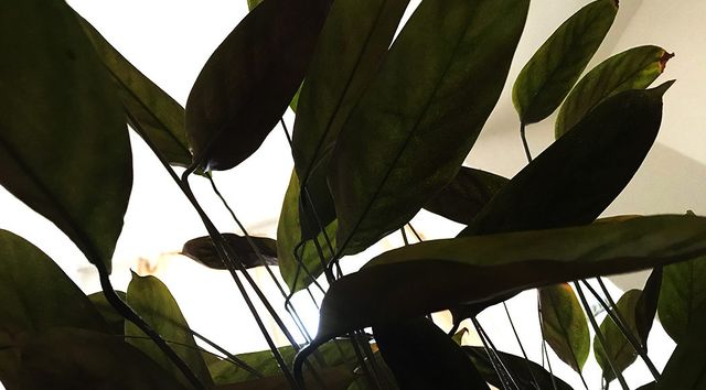 TANZPAKT Dresden Residenz Rosalind Masson Florence Freitag