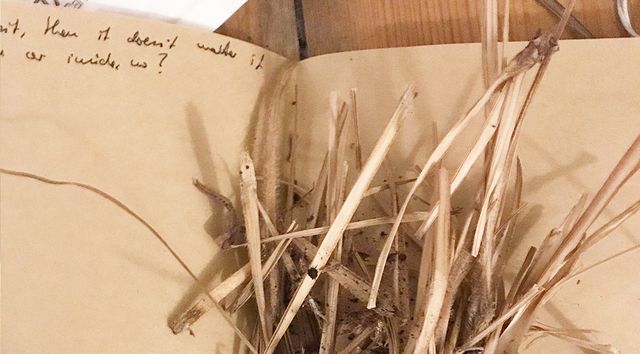 TANZPAKT Dresden Residenz Rosalind Masson Florence Freitag